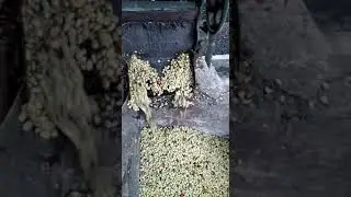 The start of our washed process in Honduras
