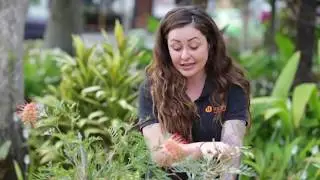 West Village - Australian Native plants that attract bees