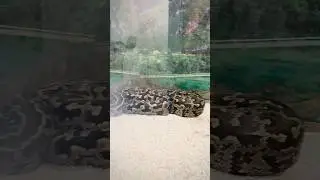 Biggest snakes ever found #biggestsnake #snakevideo #pythonsnake #kingcobra #blacksnake