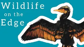 Harbour wildlife - Document series of the wildlife of lakes and waterways of the Netherlands