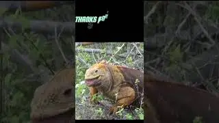 JAMAICAN IGUANA #shorts #shortsyoutube #factsopedia Official #viral