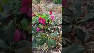 Helleborus x lemperii «Леона» и «Кэти»