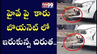 Leopard's Close Escape after being Hit by Car on Highway | TVN99 News