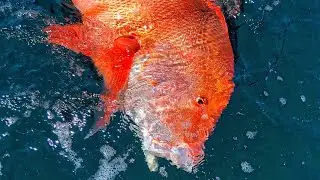 Spearfishing first 10 kg red emperor uncut