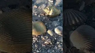 Did you see the shell move? #seashells #ocean #nature