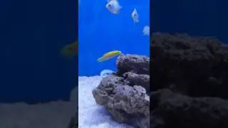 Candy hogfish
