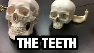 How to Name and Number the Teeth - Ohio University - Human Anatomy & Physiology - BIOS 1310