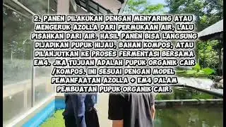TUGAS PJBL TEKNIK BUDIDAYA PAKAN ALAMI IKAN BUDIDAYA AZOLLA MENGGUNAKAN MEDIA PERTUMBUHAN PUPUK EM4 