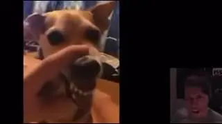 jerma lala dog