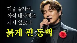 🎵 붉게 핀 동백ㅣ말없이 져버린 내 슬픈 사랑 #감성트로트