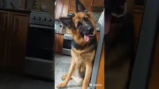 Tongue Twist | Funny Moment 🐾🐶