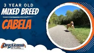 Unleash the Power of Training: Cabela's Journey