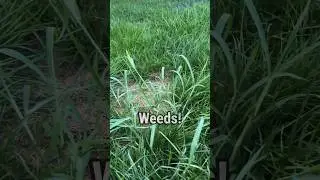 Mowing My Monster Lawn Weeds #shorts #lawn