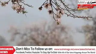 Spring In Kashmir Oscillates Between Snow And Bloom