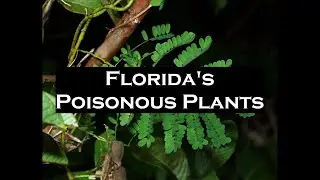 Florida's Poisonous Plants