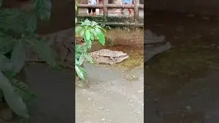 WildLife #facebook #food #classicsongs #family #camsur#india #indonesia #america #food #facebook