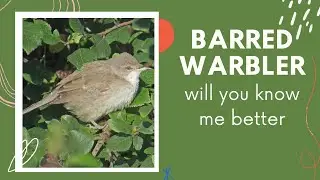 Barred Warbler facts 🦜 breeds across central and eastern Europe and western and Central Asia