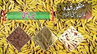 Dhan Basmati