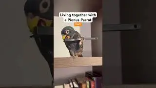 Life with a Pionus Parrot is AMAZING 🪶🦜🦅 #pionus #birds #onyx #parrot