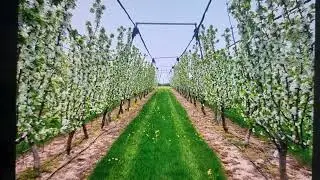 Growing 8&ndash;10 Cherry Trees Along a Fence 🌳🍒 | The Ultimate Space-Saving Cherry Row for Small Gardens