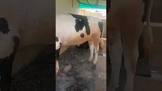 Highest Milk recorded HF breeding bull #hf #bull