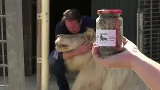 Lion poop pop-up shop offers pest solutions