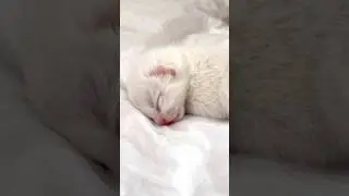 Sleepy girl #cat #cute #cutekitten #kitten #newbornkitten #sleepykitten #kittendreaming #cutecat