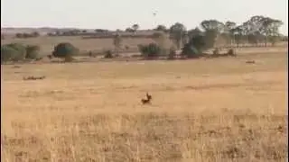 Rhodesian Ridgeback baying a blesbuck