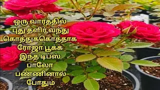 காய்ந்த ரோஜா செடி கூட புது தளர்விட்டு வளர இயற்கையான  செலவில்லாத உரம்/rose plant tips/died rose plant