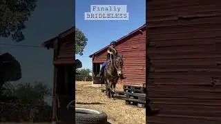 Finally BRIDLELESS MULE #riding #bridleless #bitlessriding #training #mules #ranch