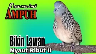 PANCINGAN PERKUTUT SUARA AMPUH BIKIN SEMUA LAWAN LANGSUNG IKUT NYAUT RIBUT