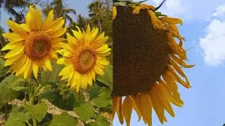 Flower Video/ Beautiful Mind Refreshing Flowers In Garden/Heart Touching Flowers In Garden Video