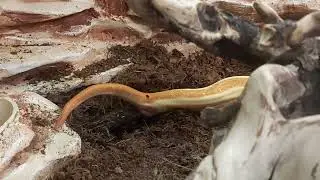 (like a snake pooping)