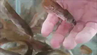 Tandanus tandanus AKA eeltail catfish