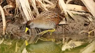 Secretive birds: Sora's flicking tail walk