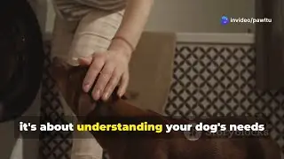 Common Dog Health Issues & Prevention Tips| Keep Your Pup Happy & Healthy! 🐾💪