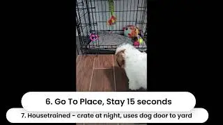 Chimera's Basil AKC Home Manners PUPPY Title Video Submission