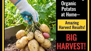 Fast-Growing Organic Potatoes at Home&mdash;Amazing Harvest Results!