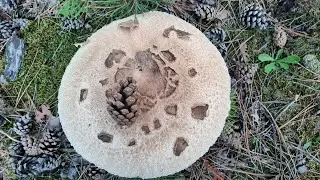 DEV ŞEMSİYE MANTARI BULDUM/ Turna bacağı/G&ouml;lgelik mantar / Mantar toplama / MUSHROOMS