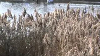 Bittern flying lee valley