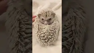 Hello everyone! Time for my spike raising performance! #hedgehog #adorably #cuteanimals #cute