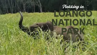 Trekking in Loango National Park, Gabon