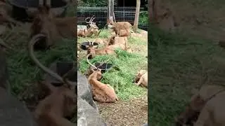 MOST ADORABLE BROW-ANTLERED DEER IN THE WORLD| BEST OF THE 2022 MOST ADORABLE ANIMALS #shorts