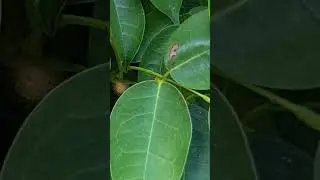 Yellow scobina sawfly Playa del Carmen Mexico jungle insect life #fly #nature #tropical #explore