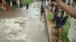 A crocodile with broken water broke down the Baitarani river embankment