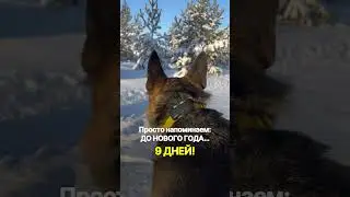 Овчарка поздравляет с Новым годом 2025! #собака #животные  #gpsтрекер #новыйгод2025 #немецкаяовчарка