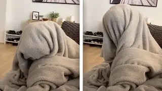 Dog Under Blanket Wants Walkies | Funny Pawsome Pets