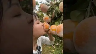 Natural oranges full of exotic juice that is very sweet