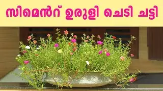 DIY സിമന്റ് ഉരുളി ചെടിച്ചട്ടി | cement uruli plant pot