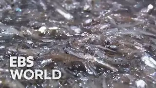 [ENG SUB] Anchovy Boats At Sea For Days Chasing A Full Catch #PICKDOCU